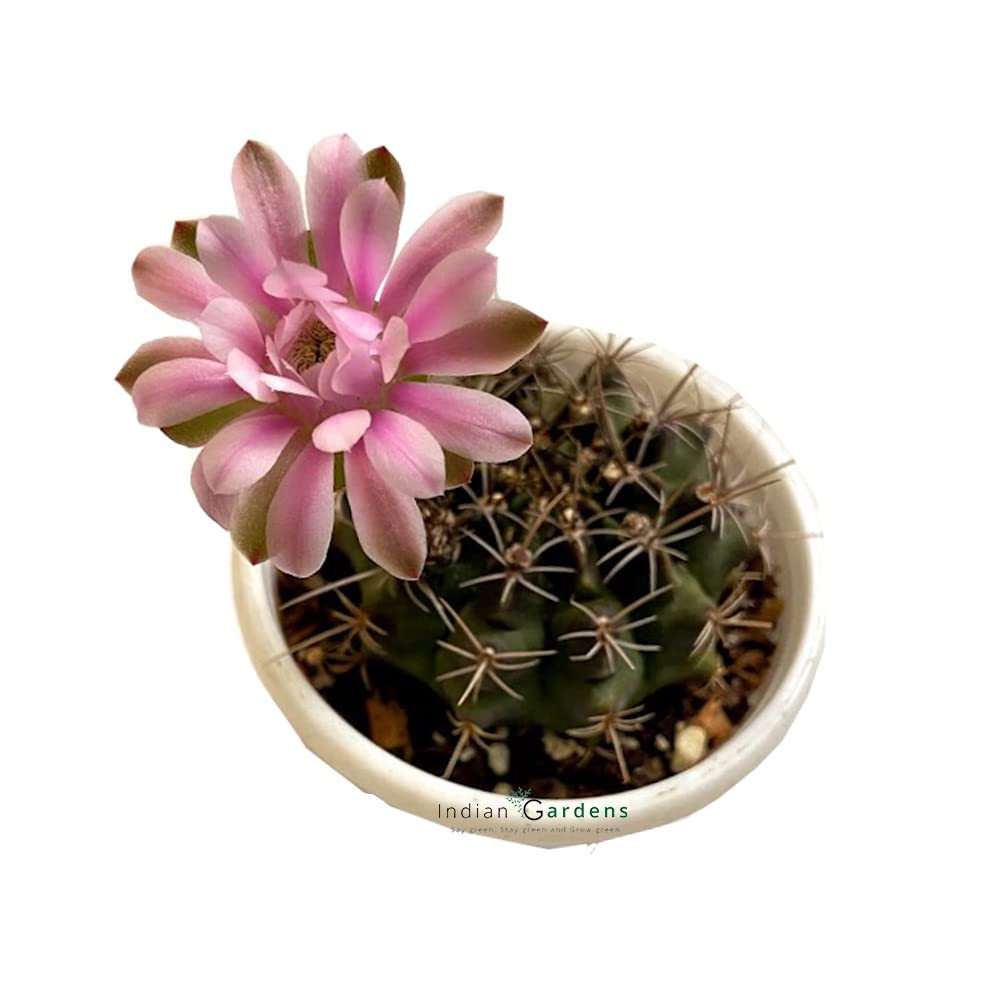 Gymnocalycium Cactus