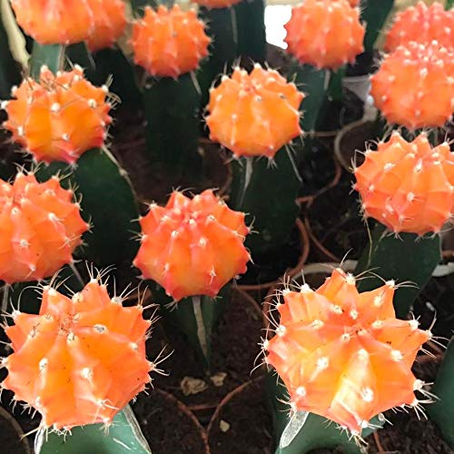 Moon Cactus  Any Colour (Pack of 5 )