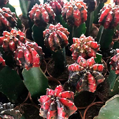 Moon Cactus  Any Colour (Pack of 5 )