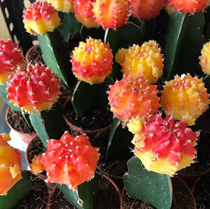 Moon Cactus  Any Colour (Pack of 5 )