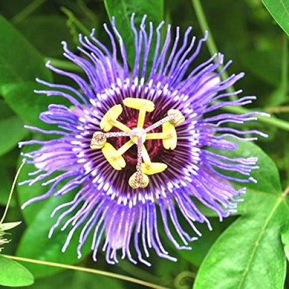 Passion Flower