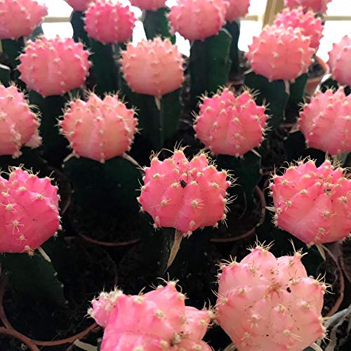 Moon Cactus  Any Colour (Pack of 5 )