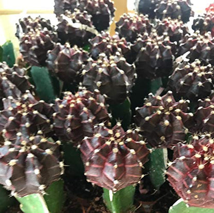 Brown Moon Cactus