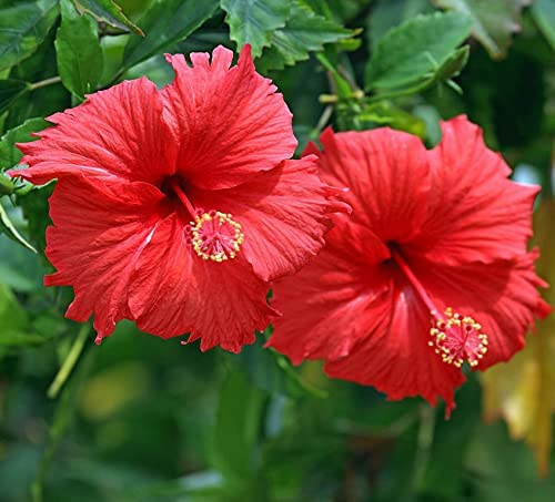 Hibiscus Red Colour