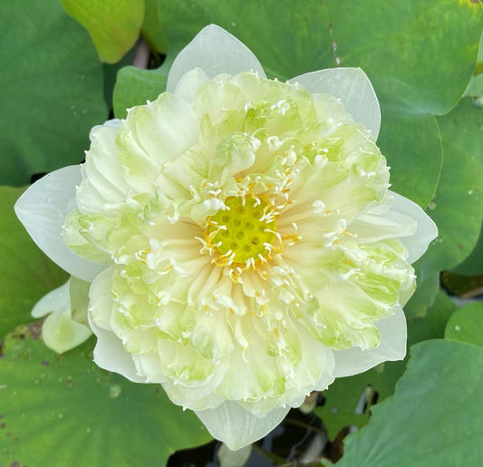Green Apple Lotus ( code 06 )