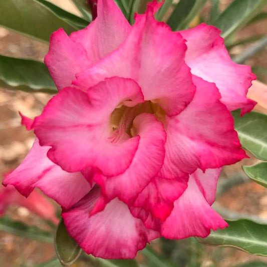 Grafted Adenium Code : 53