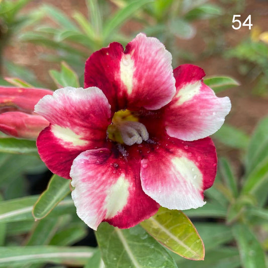 Grafted Adenium Code : 54