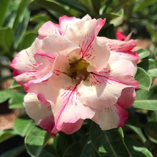 Grafted Adenium Code : 57