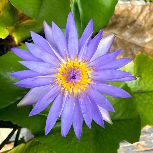 Waterlily ( Pure Blue  ) ( Code 7 )