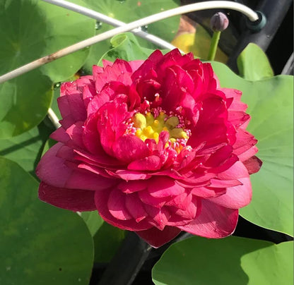 Siam Ruby Lotus  ( code  42 )