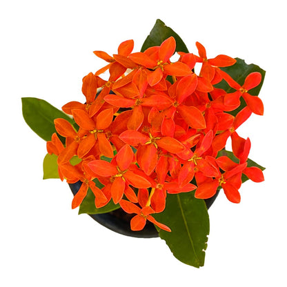 Ixora Red