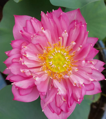 Ruthara Lotus ( code 55 )