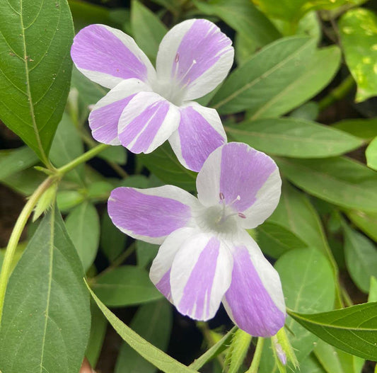 Barleria (two colour)