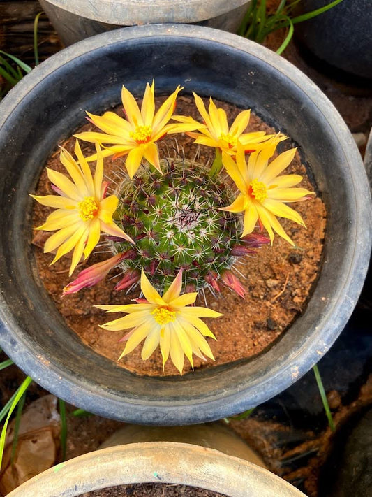 Mammillaria Cactus