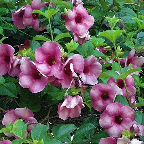 Allamanda Purple