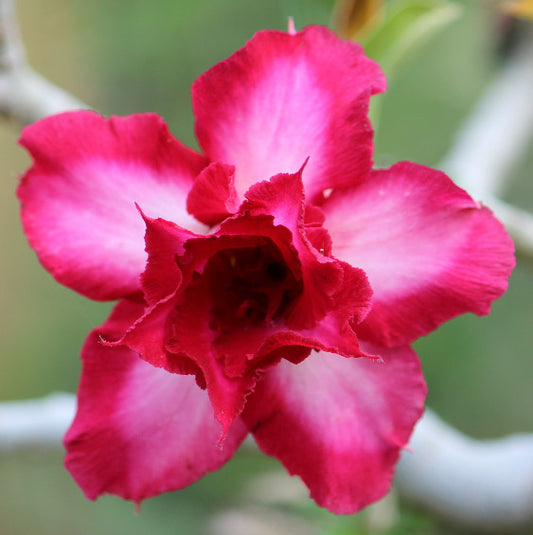 Grafted Adenium Code : 62