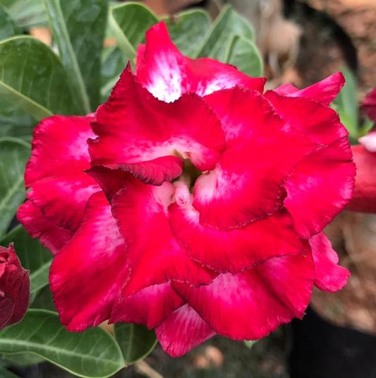 Grafted Adenium Code : 64