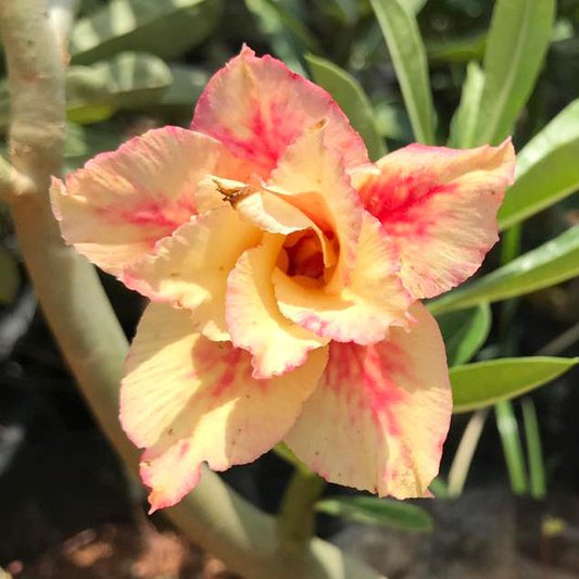 Grafted Adenium Code : 68