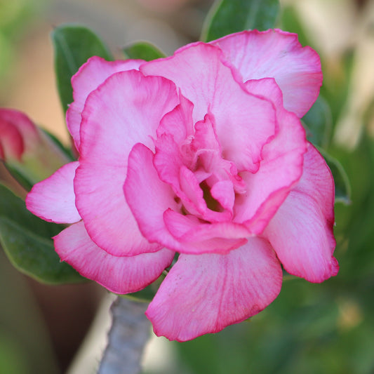 Grafted Adenium Code : 6