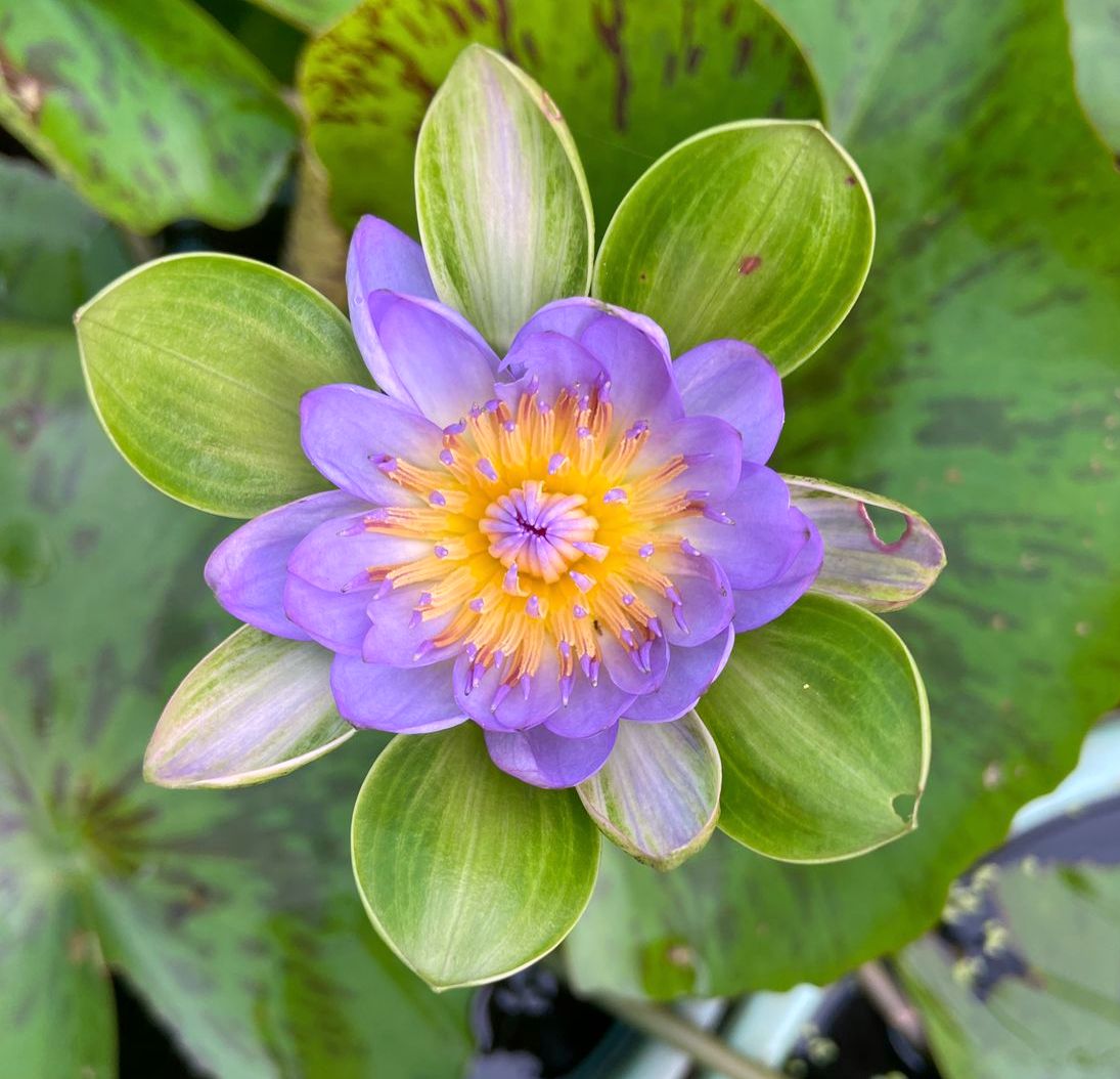 Waterlily ( Blue Leaf ) ( Code 11 )