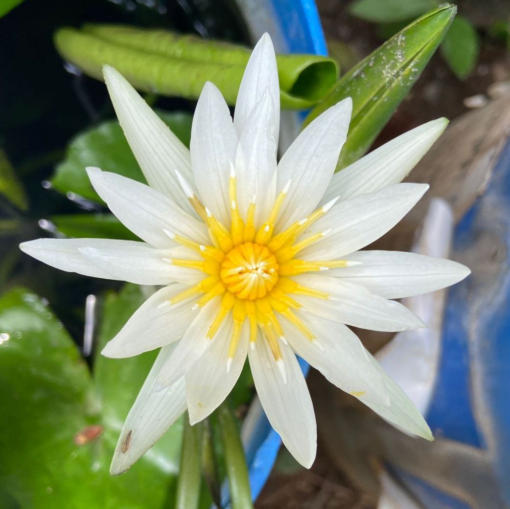 Waterlily ( White ) ( Code 9 )