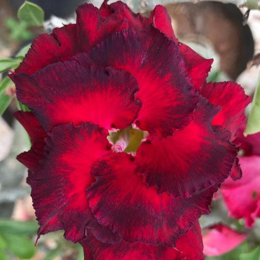 Grafted Adenium Code : 71