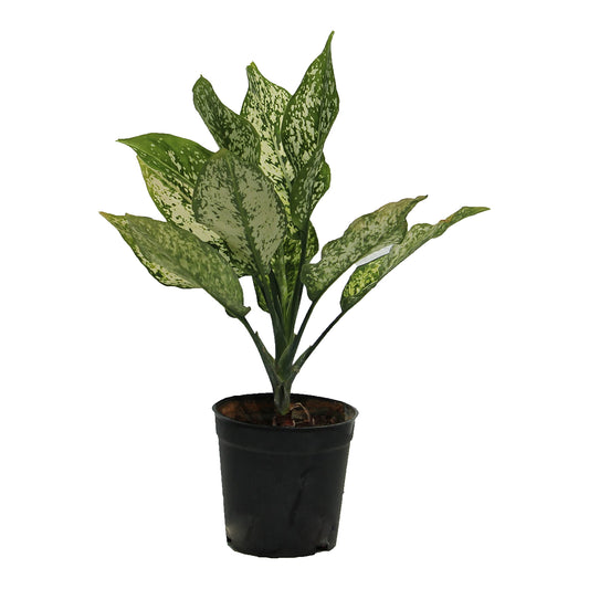 All indoor plants (Aglonema Green)