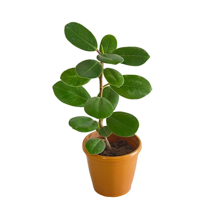 All indoor plants (Ficus)