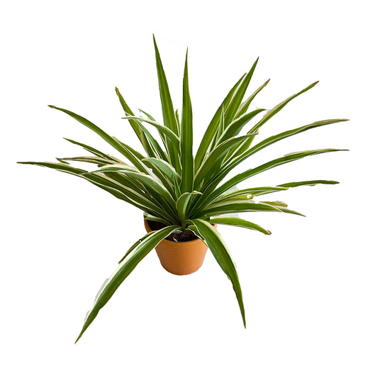 All indoor plants (Spider Plant)