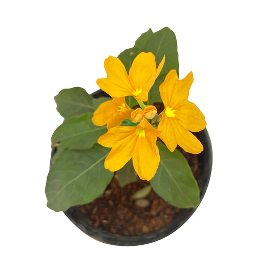 Yellow Kanakambaram/fire cracker