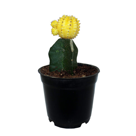 Yellow Moon Cactus