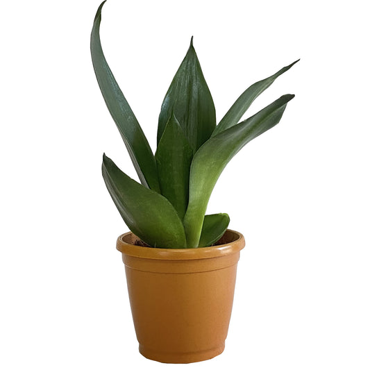 All indoor plants (Sansevieria Green)