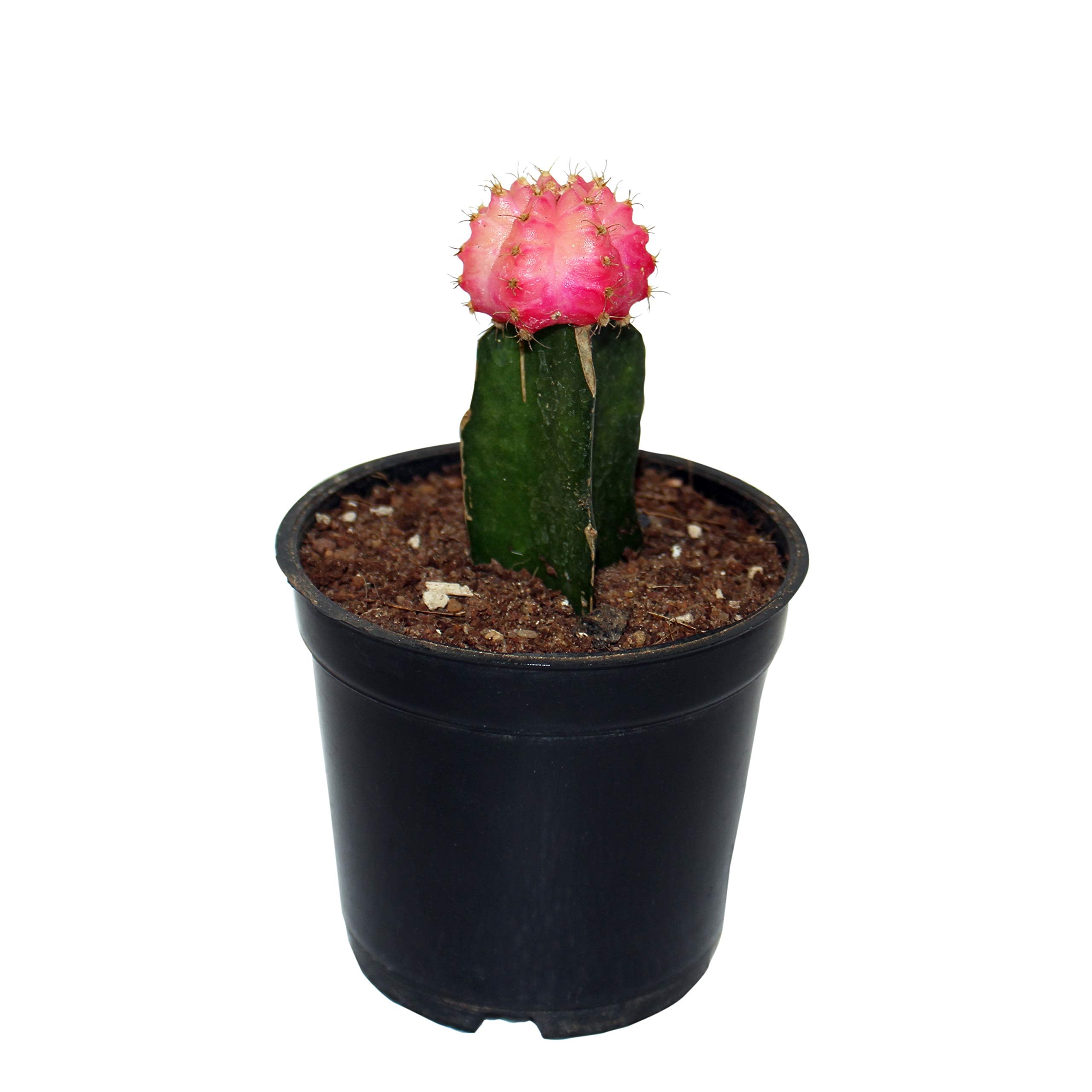 Pink Moon Cactus – Indian Gardens