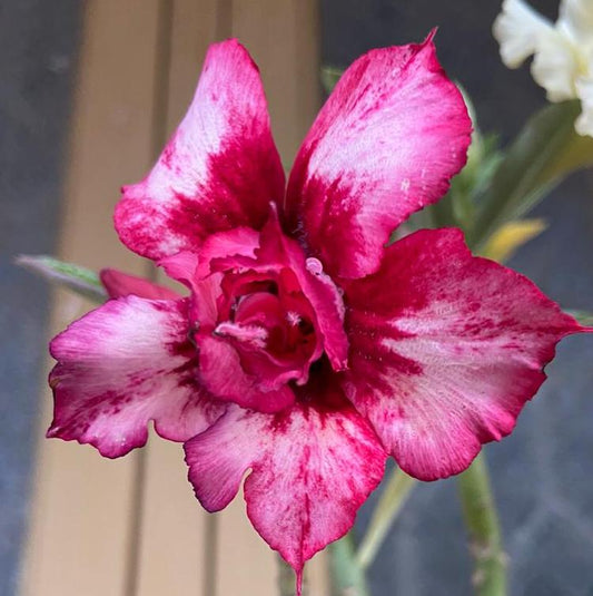 Grafted Adenium Code : 73