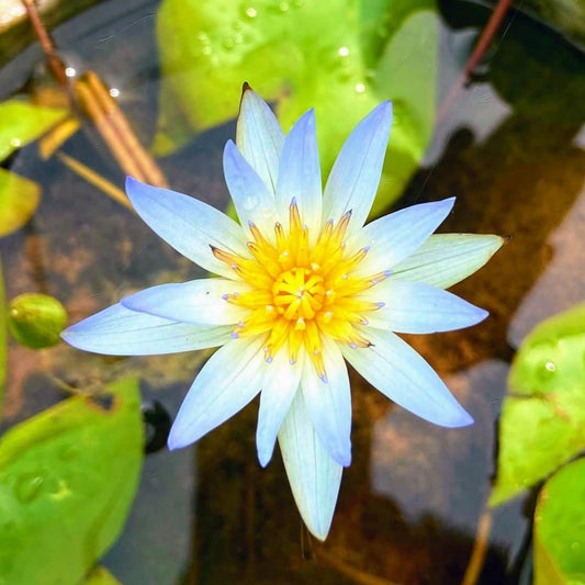 Waterlily ( Blue White ) ( Code 4 )