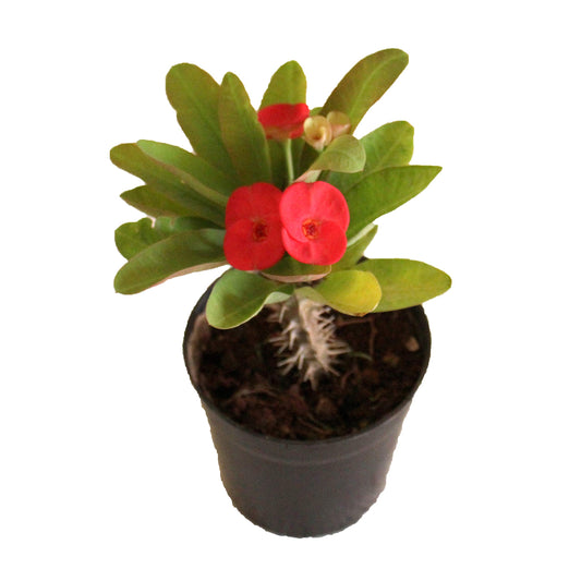 Euphorbia Red