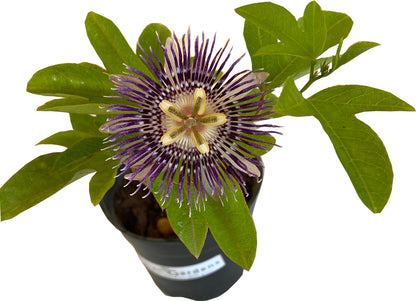 Passion Flower