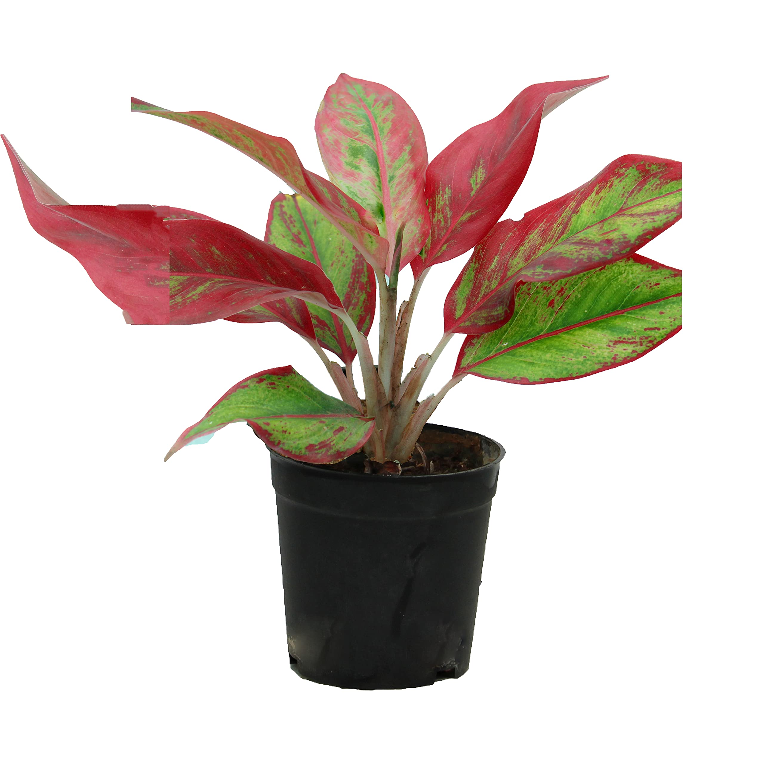 18+ Red Aglaonema Plant All indoor plants (Aglonema Red) – Indian Gardens