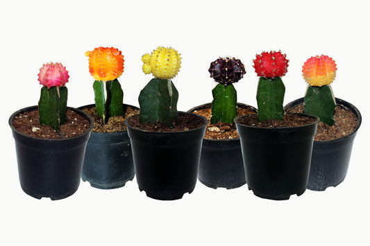 Moon Cactus  Any Colour (Pack of 2)