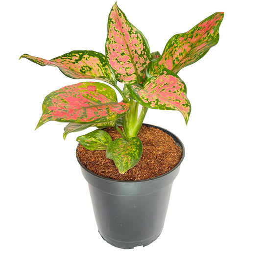Aglonema Pink (Lipstick) indoor live plant 4 inch pot