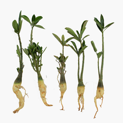 Adenium seedlings (Pack of 7)