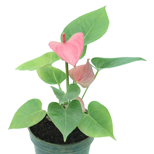 Anthurium Pink