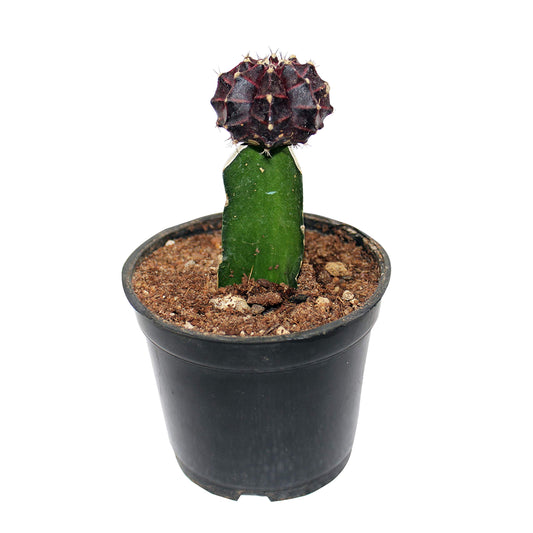 Brown Moon Cactus