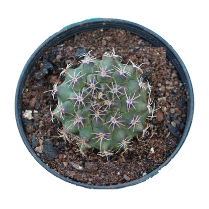 Gymnocalycium Cactus