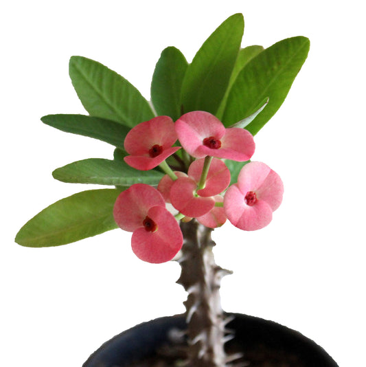 Euphorbia Pink