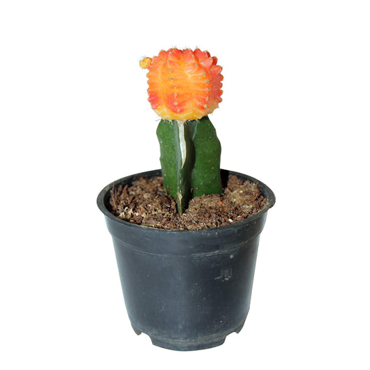Orange Moon Cactus