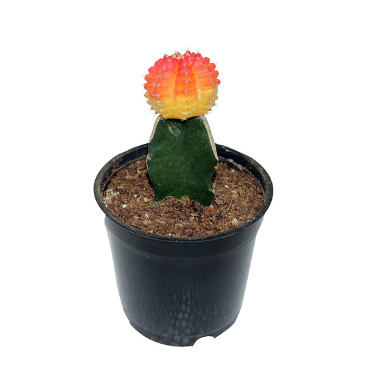 Orange Yellow Moon Cactus