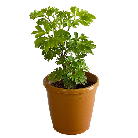 All indoor plants (Aralia)