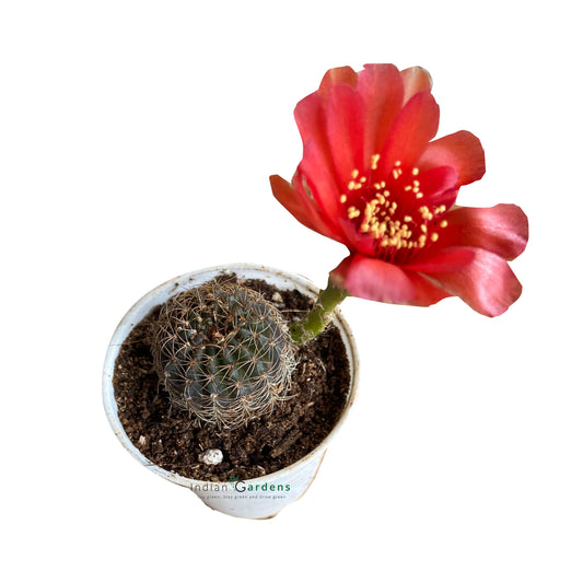 Rebutia Red Cactus