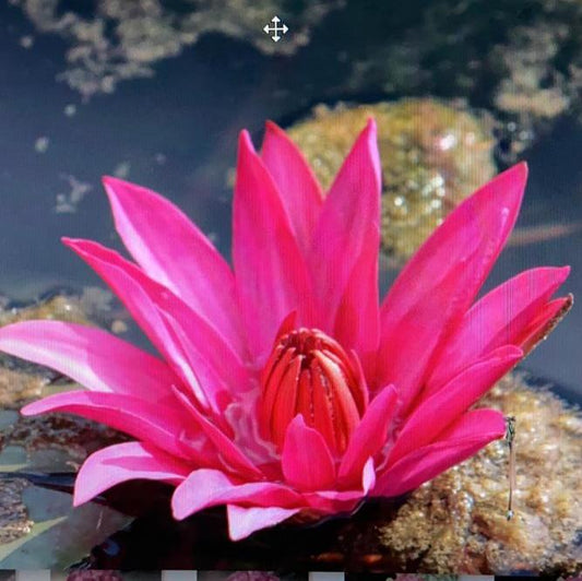 Waterlily ( Red ) ( Code 8 )